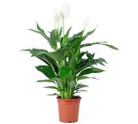 Véritable plante d'intérieur à une feuille Spathiphyllum Lauretta - Hauteur env. 90 cm, diamètre du pot 19 cm