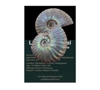Véritable spécimen d'ammonite irisée fossile - Carte d'information incluse (argent irisé)