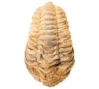 Véritable spécimen de fossile de dinosaure, fossile trilobite de 5,8 à 6,9 cm, dents de requin préhistoriques naturelles, cadeau pour collectionneurs de roches et de dinosaures