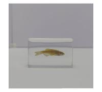 VéRitable SpéCimen Marin SpéCimens Poissons Animal De L'OcéAn En RéSine SpéCimen Pour L'Enseignement Des Sciences-D