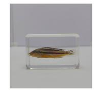 VéRitable SpéCimen Marin SpéCimens Poissons Animal De L'OcéAn En RéSine SpéCimen Pour L'Enseignement Des Sciences-B