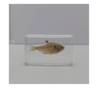 VéRitable SpéCimen Marin SpéCimens Poissons Animal De L'OcéAn En RéSine SpéCimen Pour L'Enseignement Des Sciences-ALL