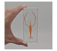 VéRitable SpéCimen Marin SpéCimens Poissons Animal De L'OcéAn En RéSine SpéCimen Pour L'Enseignement Des Sciences-A