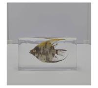 VéRitable SpéCimen Marin SpéCimens Poissons Animal De L'OcéAn En RéSine SpéCimen Pour L'Enseignement Des Sciences-B