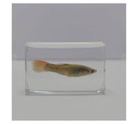 VéRitable SpéCimen Marin SpéCimens Poissons Animal De L'OcéAn En RéSine SpéCimen Pour L'Enseignement Des Sciences-C