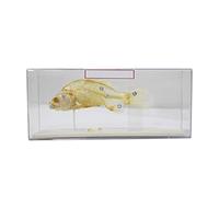 Véritable Squelette de Poisson, spécimen de taxidermie, modèle de Squelette de Poisson, Squelette d'os Animal, Fournitures de taxidermie, os d'art, médecine vétérinaire 1:1,B