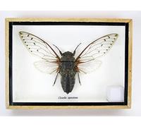 Véritables insectes, cicades et rampeurs dans une vitrine en bois derrière du verre (Cicada speciosa)