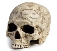 Veronese Design Sculpture craniumographie en polyrésine peinte à la main 14 cm
