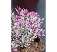 Véronique arbustive 'black magic' taille du pot - en pot de 3 litres