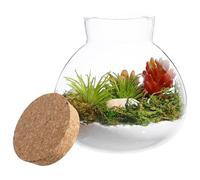 Verre Terrarium 15cm Rond, avec Bouchon de Liège | Nettoyage Facile, Surface Lisse sans Bavures, Bocal Hermétique pour Micro-paysage, Déco Maison et Rangement la Cuisine