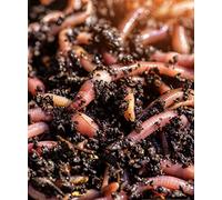 Vers de Terre rouges californiens Eisenia fetida 400gr - Excellents pour le Compostage domestique - Ver de Compost, Lombric vivant