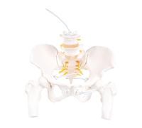 Vertèbre cervicale artère carotide modèle de colonne vertébrale Flexible modèles de vertèbres cervicales modèle de nerfs vertébraux lombaires colonne Flexible