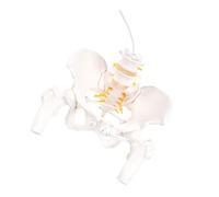 Vertèbre cervicale artère carotide modèle de colonne vertébrale flexible Modèles de vertèbres cervicales Modèle de nerfs vertébraux lombaires Modèle d'artère carotide