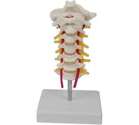 Vertèbres cervicales en 7 sections avec os occipital, nerfs et artères | Modèle d'anatomie de la colonne cervicale humaine, modèle de vertèbre du cou en PVC for l'éducation des étudiants