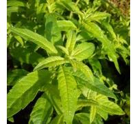 Verveine citronnelle BIO - Lippia citriodora (lot de 3 pieds)