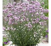 Verveine Lollipop - Vivace caduque - Plante d'extérieur en pot - Plante fleurie