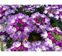 Verveine 'Obsession Twister Violet' 10 Grains, Verbena