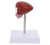 Vessie Humaine Modèle Anatomique Plastique Marron pour Enseignement | Outil Portable Simple à Utiliser, Adapté aux Cours D’anatomie la Formation Infirmière sur Table Pédagogique