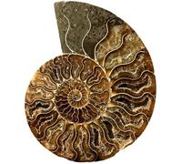 Vestamore Fossile d'ammonite Naturel, Design de Coquille Unique, Objet décoratif pour collectionneurs de Pierres et Amateurs de Nature, 9 à 11 cm, pièce Unique, Fait Main, pour Salon ou Bureau