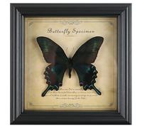 Vestamore Papillon naturalisé encadré, Vrai spécimen de Papillon, Cadre Classique en Bois foncé avec étiquette, boîte d’Exposition de 7 Pouces, pour décoration, Cadeau ou présentation