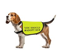 Veste de sauvetage pour chien « You Should Adopt Me » - Haute visibilité - Slogan de sauvetage (You Should Adopt Me - L)