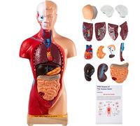 VEVOR Modèle Anatomie Torse Humain 15 Parties Modèle Organes Internes Anatomiques 28 cm Corps Humain PVC Crâne Tête Cœur Organes Amovible avec Base pour Enseignement Apprentissage Recherche Étudiants