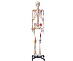 VEVOR Modèle Anatomique du Squelette Humain 182 cm de Haut Squelette Humain Anatomique avec Marquage des Muscles Modèle d'Enseignement Détaillé en PVC avec Support en Inox Stable Médecine Recherches