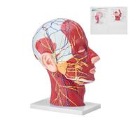 VEVOR Modèle Coupe de Tête et de Cou Humains 1:1 Grandeur Nature Modèle Neurovasculaire Superficiel Crâne et Cerveau en PVC pour Apprentissage Professionnel Affichage Éducatif pour Enfants Anatomie