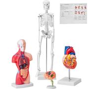 VEVOR Modèle d'anatomie humaine en 4 parties Modèle d'anatomie du corps humain, squelette complet / ensemble d'organes complets / cœur / cerveau Modèle de corps humain détachable, pour étudiants en mé