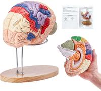 VEVOR Modèle de cerveau humain Anatomie, 2X modèle anatomique de cerveau humain grandeur nature en 4 parties avec étiquettes & base d'affichage, code couleur cerveau détachable Recherche sur les ensei