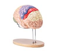 VEVOR Modèle de Cerveau Humain en 4 Parties Démontables Modèle Anatomique Cerveau 2X Agrandi en PVC avec Support d’Affichage pour Enseignement Formation Présentation Neurosciences Écoles Hôpitaux