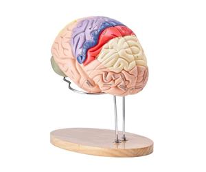 VEVOR Modèle de Cerveau Humain en 4 Parties Démontables Modèle Anatomique Cerveau 2X Agrandi en PVC avec Support d’Affichage pour Enseignement Formation Présentation Neurosciences Écoles Hôpitaux