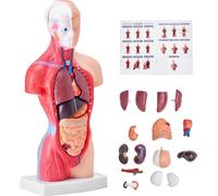 VEVOR Modèle de corps humain, 15 pièces 28 cm,Torse humain Modèle d'anatomie Modèle de squelette anatomique avec organes amovibles, Outils pédagogiques pour étudiants, Outils d'enseignement