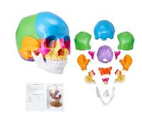 VEVOR Modèle de Crâne Humain 1:1 de Grandeur Nature Coloré Crâne Anatomique 22 Parties Détachables en PVC pour Enseignement Médical Recherche Apprentissage Présentation Anatomie École 20x12,5x17 cm