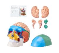 VEVOR Modèle de Crâne Humain 1:1 Grandeur Nature Coloré Crâne Anatomique en 3 Parties Détachables Cerveau en 8 Parties en PVC pour Enseignement Médical Recherche Apprentissage Présentation Anatomie
