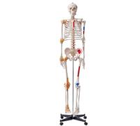 VEVOR Modèle de squelette humain pour anatomie, grandeur nature, 182 cm, modèle précis d'anatomie en PVC avec ligaments, bras mobiles, jambes et mâchoires, avec origine musculaire et points