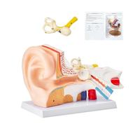 VEVOR Modèle d'Oreille Agrandi 5 Fois Modèle Anatomique de l'Oreille Humaine en PVC Modèle d'Enseignement Pièces Amovibles Réaliste pour Démonstration Recherche Formation Labo Classe École Hôpital