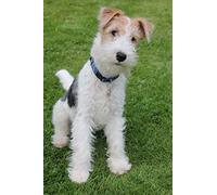 VGJM 5D DIY Diamond Painting Kit_Wire Fox Terrier Dog Diamond Painting_Adult Diamond Painting Rhinestone Crystal Full Kits Wall Decor Cross Stitch 40x50cm