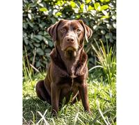 VGJM Chocolate Labrador Retriever Diamond Painting DIY Kit 5D Diamond Art Full Round Diamond Beads Rhinestones Stitch-by-Number Handicrafts Suitable for Living Room, Bedroom, 30x40cm