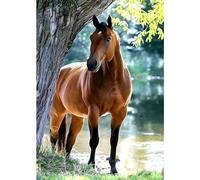 VGJM DIY Diamond Art Painting Kit, Horse by Lake Diamond Gem Art, Modern Style, Unisex, True Size, Nature Theme, Premium Quality Design30x40cm