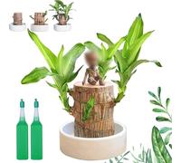 Vgpbphj Mini arbre brésilien, plante en bois brésilien, plantes purifiantes d'air à l'intérieur, souche hydroponique en pot avec plateau en porcelaine/plastique, bambou porte-bonheur avec instructions