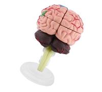 ViaGasaFamido Modèle Anatomique de Cerveau Humain, Jouet éducatif en Plastique pour l'étude de la Neurologie avec des Caractéristiques Réalistes et des Pièces d'assemblage pour la Formation Médicale
