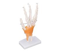 ViaGasaFamido Modèle de Squelette de Main en PVC, Modèle d'os de Main, Structure Articulaire Grandeur Nature sur Base pour l'apprentissage de l'anatomie, 'enseignement et 'étude Médicale en