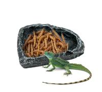 Vibhgtf Gamelle pour reptile - Récipient alimentaire pour reptiles, dragons barbus - Pour les propriétaires, les éleveurs et les parents d'animaux dans les terrariums, les enclos, les cages et les
