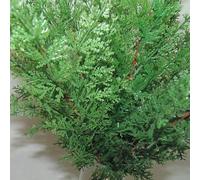 Vibsky Lot de 10 branches de cyprès artificielles de 42 cm pour décoration de maison, bureau, balcon, paysage