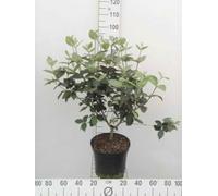 Viburnum carlcephalum - Boule De Neige Odorante 50-60 cm en pot