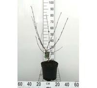 Viburnum carlesii 'Aurora' - Viorne De Corée 'Aurora', Viorne De Carles 'Aurora' 50-60 cm en pot