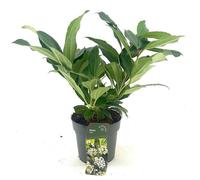 Viburnum davidii 30-40 cm P9 - Acheter Pervenche pour jardin et bac | Plante ornementale facile d'entretien online