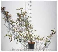 Viburnum hillieri 'Winton' - Boule de neige 40- 50 cm - conteneur