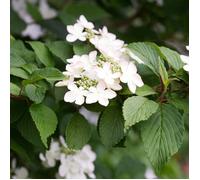 Viburnum Kilimanjaro - Boule de neige japonaise | Arbre ornemental caduc | 5-6 pi.